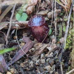 Corysanthes hispida at Paddys River, ACT - 10 Apr 2023