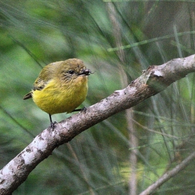 Acanthiza nana (Yellow Thornbill) at Thirlmere, NSW - 8 Apr 2023 by Freebird