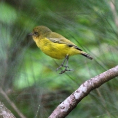 Acanthiza nana at Thirlmere, NSW - 8 Apr 2023