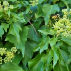 Vespula germanica (European wasp) at QPRC LGA - 10 Apr 2023 by clarehoneydove