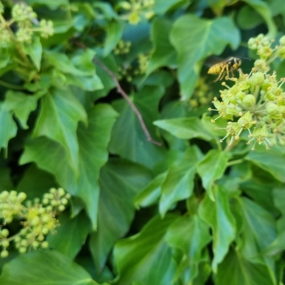 Vespula germanica (European Wasp, German Yellowjacket Wasp) at Bungendore, NSW - 10 Apr 2023 by clarehoneydove