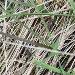 Unidentified Cricket (Orthoptera, several families) at Rendezvous Creek, ACT - 8 Apr 2023 by KMcCue