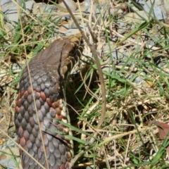 Austrelaps ramsayi (Highlands Copperhead) at Tallaganda State Forest - 10 Apr 2023 by Christine