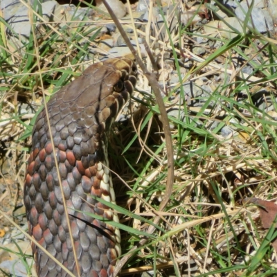 Austrelaps ramsayi (Highlands Copperhead) at Rossi, NSW - 10 Apr 2023 by Christine