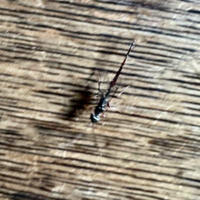 Monomachus antipodalis (A parasitic wasp) at Aranda, ACT - 9 Apr 2023 by KMcCue