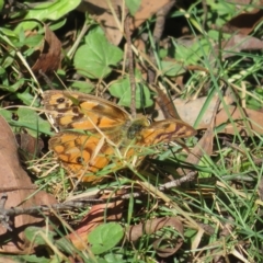 Heteronympha penelope (Shouldered Brown) at Harolds Cross, NSW - 10 Apr 2023 by Christine