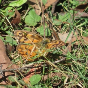 Heteronympha penelope at Harolds Cross, NSW - 10 Apr 2023