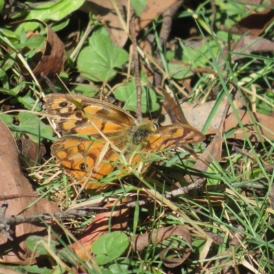 Heteronympha penelope (Shouldered Brown) at Tallaganda State Forest - 10 Apr 2023 by Christine