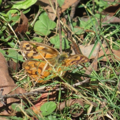 Heteronympha penelope (Shouldered Brown) at QPRC LGA - 10 Apr 2023 by Christine