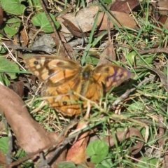 Heteronympha penelope at Harolds Cross, NSW - 10 Apr 2023 11:31 AM