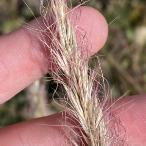 Dichelachne micrantha at Cotter River, ACT - 11 Mar 2023 04:43 PM