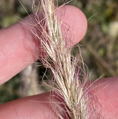 Dichelachne micrantha (Short-Haired Plume Grass) at Cotter River, ACT - 11 Mar 2023 by Tapirlord