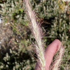 Dichelachne micrantha at Cotter River, ACT - 11 Mar 2023 04:43 PM