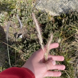 Dichelachne micrantha at Cotter River, ACT - 11 Mar 2023