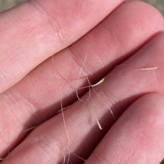 Dichelachne micrantha at Cotter River, ACT - 11 Mar 2023