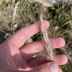 Dichelachne micrantha at Cotter River, ACT - 11 Mar 2023 04:43 PM