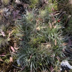 Celmisia pugioniformis (Dagger-leaf Snow Daisy) at Cotter River, ACT - 11 Mar 2023 by Tapirlord