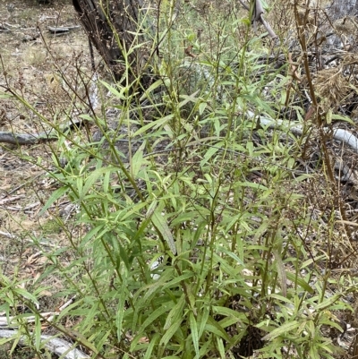 Olearia lirata (Snowy Daisybush) at Numeralla, NSW - 9 Apr 2023 by Steve_Bok