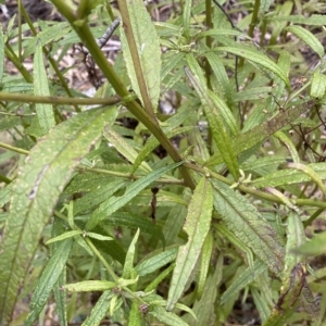 Olearia lirata at Numeralla, NSW - 9 Apr 2023 12:17 PM