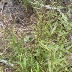 Olearia lirata at Numeralla, NSW - 9 Apr 2023 12:17 PM