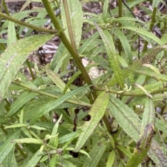 Olearia lirata at Numeralla, NSW - 9 Apr 2023 12:17 PM