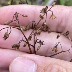 Olearia lirata at Numeralla, NSW - 9 Apr 2023 12:17 PM