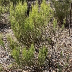 Exocarpos strictus (Dwarf Cherry) at Numeralla, NSW - 9 Apr 2023 by SteveBorkowskis