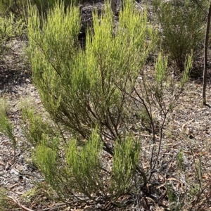 Exocarpos strictus at Numeralla, NSW - 9 Apr 2023 12:30 PM