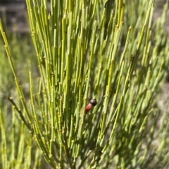 Exocarpos strictus at Numeralla, NSW - 9 Apr 2023 12:30 PM