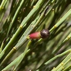 Exocarpos strictus at Numeralla, NSW - 9 Apr 2023