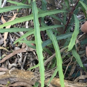 Lomatia myricoides at Numeralla, NSW - 10 Apr 2023