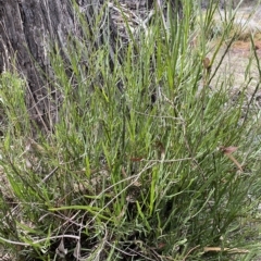 Bossiaea riparia at Numeralla, NSW - 10 Apr 2023 by Steve_Bok