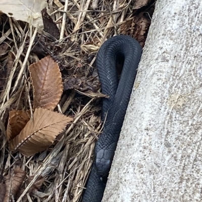 Pseudechis porphyriacus (Red-bellied Black Snake) at Numeralla, NSW - 10 Apr 2023 by Steve_Bok