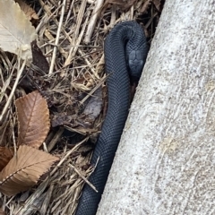 Pseudechis porphyriacus at Numeralla, NSW - 10 Apr 2023