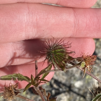 Geum urbanum (Herb Bennet) at Cotter River, ACT - 11 Mar 2023 by Tapirlord