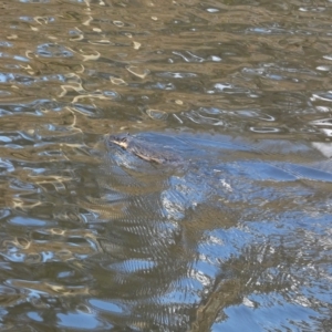 Hydromys chrysogaster at Numeralla, NSW - suppressed