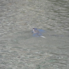 Hydromys chrysogaster at Numeralla, NSW - suppressed