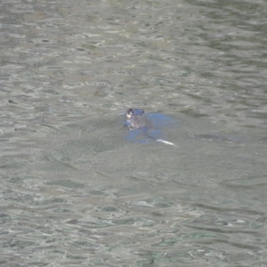 Hydromys chrysogaster at Numeralla, NSW - suppressed