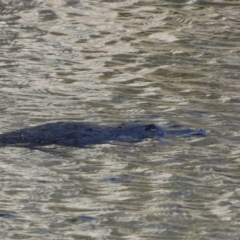 Ornithorhynchus anatinus (Platypus) at Numeralla, NSW - 10 Apr 2023 by SteveBorkowskis