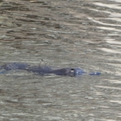 Ornithorhynchus anatinus at Numeralla, NSW - suppressed