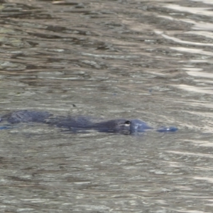 Ornithorhynchus anatinus at Numeralla, NSW - suppressed