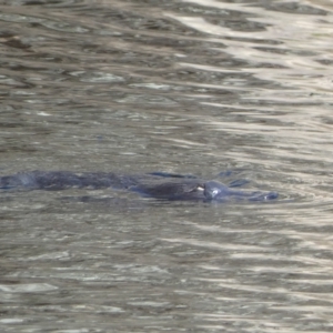 Ornithorhynchus anatinus at Numeralla, NSW - 10 Apr 2023