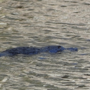 Ornithorhynchus anatinus at Numeralla, NSW - suppressed