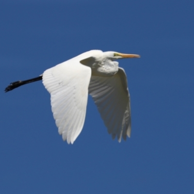 Ardea alba (Great Egret) at Isabella Plains, ACT - 10 Apr 2023 by RodDeb