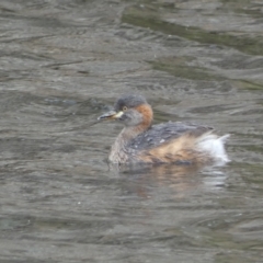 Tachybaptus novaehollandiae (Australasian Grebe) at Numeralla, NSW - 10 Apr 2023 by SteveBorkowskis
