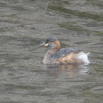 Tachybaptus novaehollandiae (Australasian Grebe) at Numeralla, NSW - 10 Apr 2023 by SteveBorkowskis