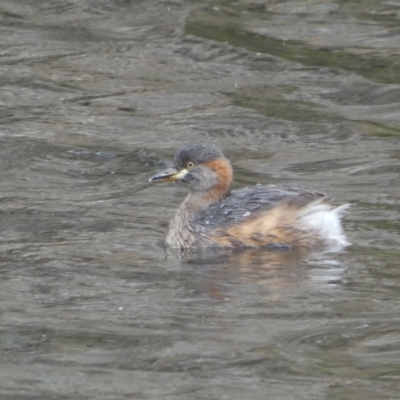 Tachybaptus novaehollandiae (Australasian Grebe) at Numeralla, NSW - 10 Apr 2023 by Steve_Bok