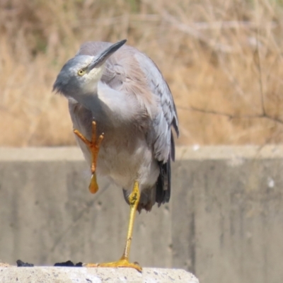 Egretta novaehollandiae (White-faced Heron) at Upper Stranger Pond - 10 Apr 2023 by RodDeb