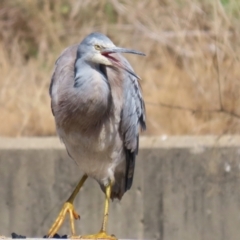 Egretta novaehollandiae at Isabella Plains, ACT - 10 Apr 2023