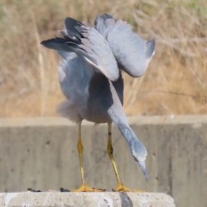 Egretta novaehollandiae at Isabella Plains, ACT - 10 Apr 2023 12:21 PM